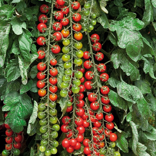 Tomato Rapunzel